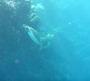 Schildi braucht Luft