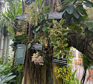 Botanischer Garten in Washington 