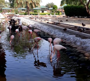 Al Areen Wildlife Park