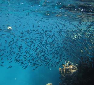 Beim Schnorcheln am Riff