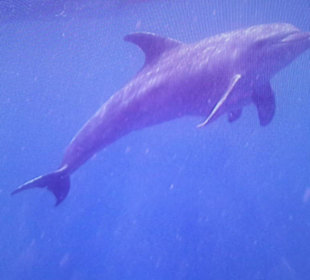 Delfinausflug mit Mo 