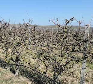 Unterwegs in den Weinbergen von Sommerach