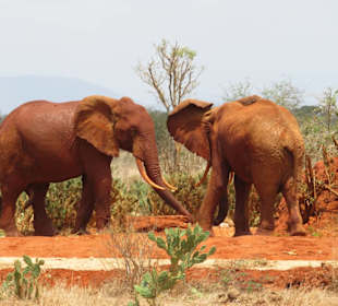 Tolle Begegnungen im Tsavo Ost Nationalpark