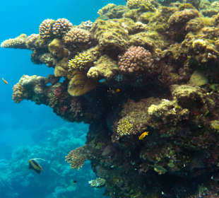 Schnorcheln Marsa Alam