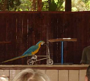 Vogelshow im Oasis Park