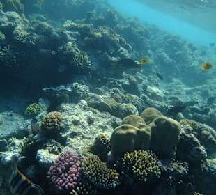 Riffe/Korallen