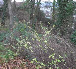 Grünanlage am Himmelsberg