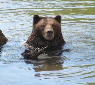 Alte Kläranlage, hohe Betonmauer, artgerecht ?