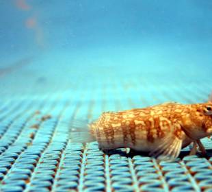 Schnorchelfoto am Eingangssteg