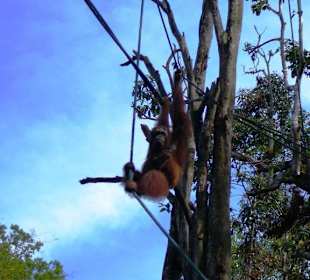 Auf dem Weg zur Fütterung
