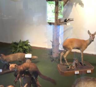 Natur- und Jagdmuseum