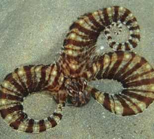 Schnorcheln Coraya Bay Marsa Alam