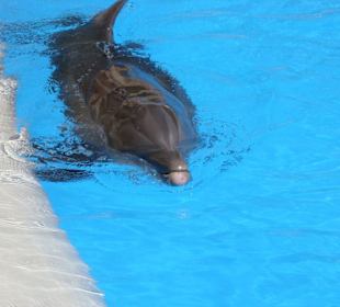 Ein Delfin nach seinem "Auftritt"