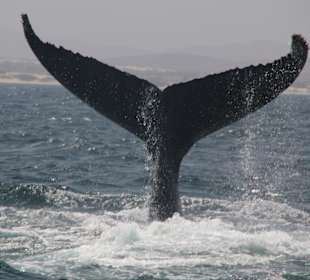 Unsere Waltour mit Frank