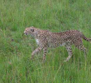 Gepard