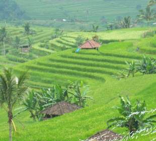 Reisterrassen in Zentralbali