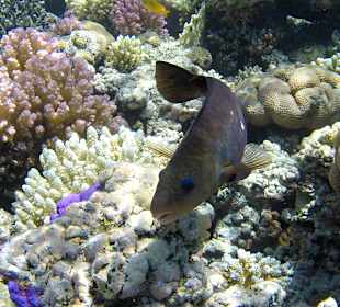 Schnorcheln Makadi Bay