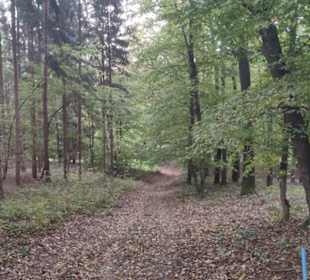 Durch den Wald