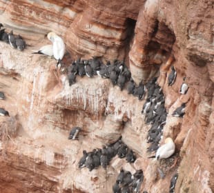 Helgoland: beim Lummenfelsen
