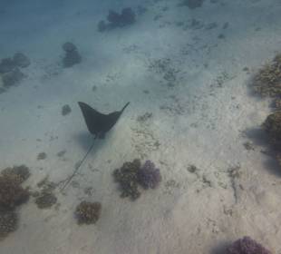 Rochenbesuch während der Delfintour - einmalig!
