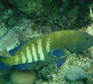 Das Riff Sharm Resort