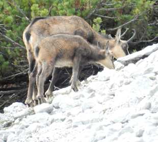 Wandern Scheffau Am Wilden Kaiser