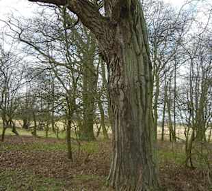 Naturschutzgebiet Boberger Niederung