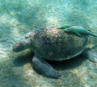 Schnorcheln Abu Dabbab