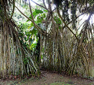 Mangroven im Botanischen Garten