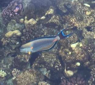 Schnorcheln Marsa Alam