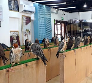 Falcon Souq