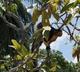 Seltenes Riesenhörnchen auf der Mönchsinsel im Madu Ganga