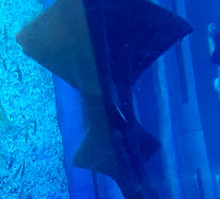 Dubai Aquarium