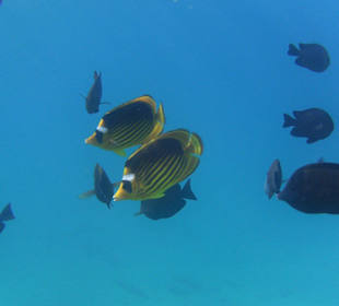 Schnorcheln am Hotelstrand