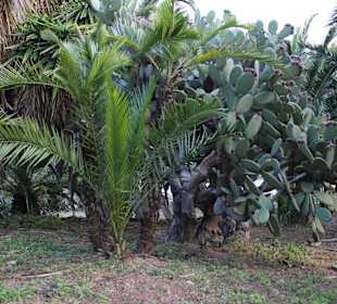 Jardins de Costa i Llobera
