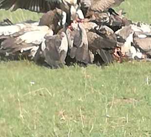 Der Rest für die Geier