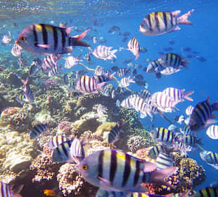 Schnorcheln Marsa Alam