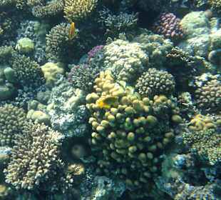 Hausriff - iPhone 5 im DiCAPac Plastik Case