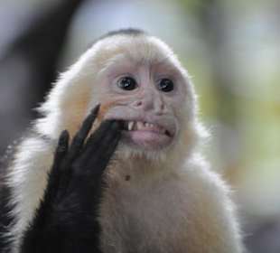 Affen im NP Manuel Antonio