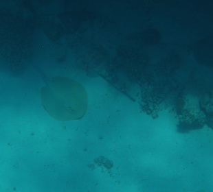 Krokodilfisch mit Blaupunktrochen