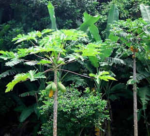 Papaya-Bäume