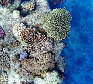 Schönes Hausriff am Hotel Holiday Beach Resort