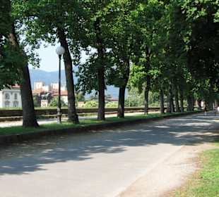 Auf der Stadtmauer von Lucca 
