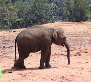 Elefantenwaisenhaus
