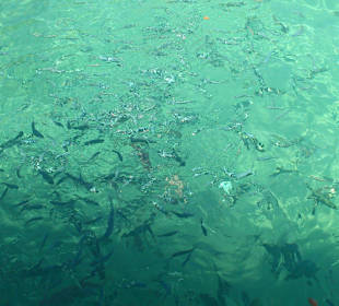 Formentor