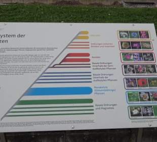 System der Pflanzen