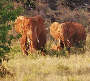 Safari Taita Hills