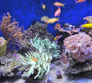 Impressionen aus dem Meeresaquarium