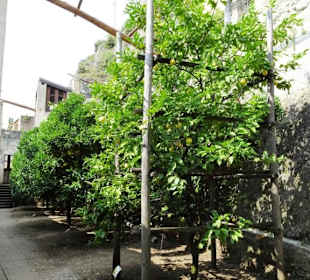 Rundgang durch das Zitronengewächshaus