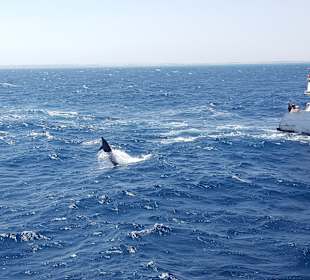 Schnorcheln Abu Soma